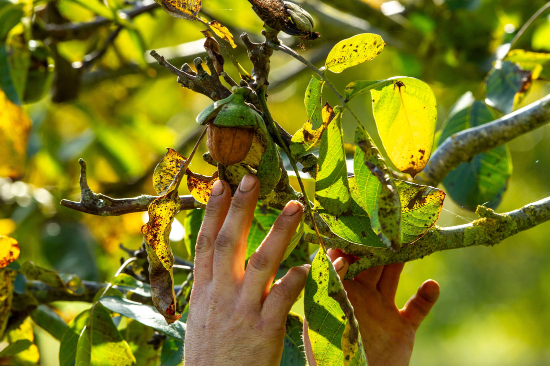 Nuts about the harvest - NFU Countryside Article