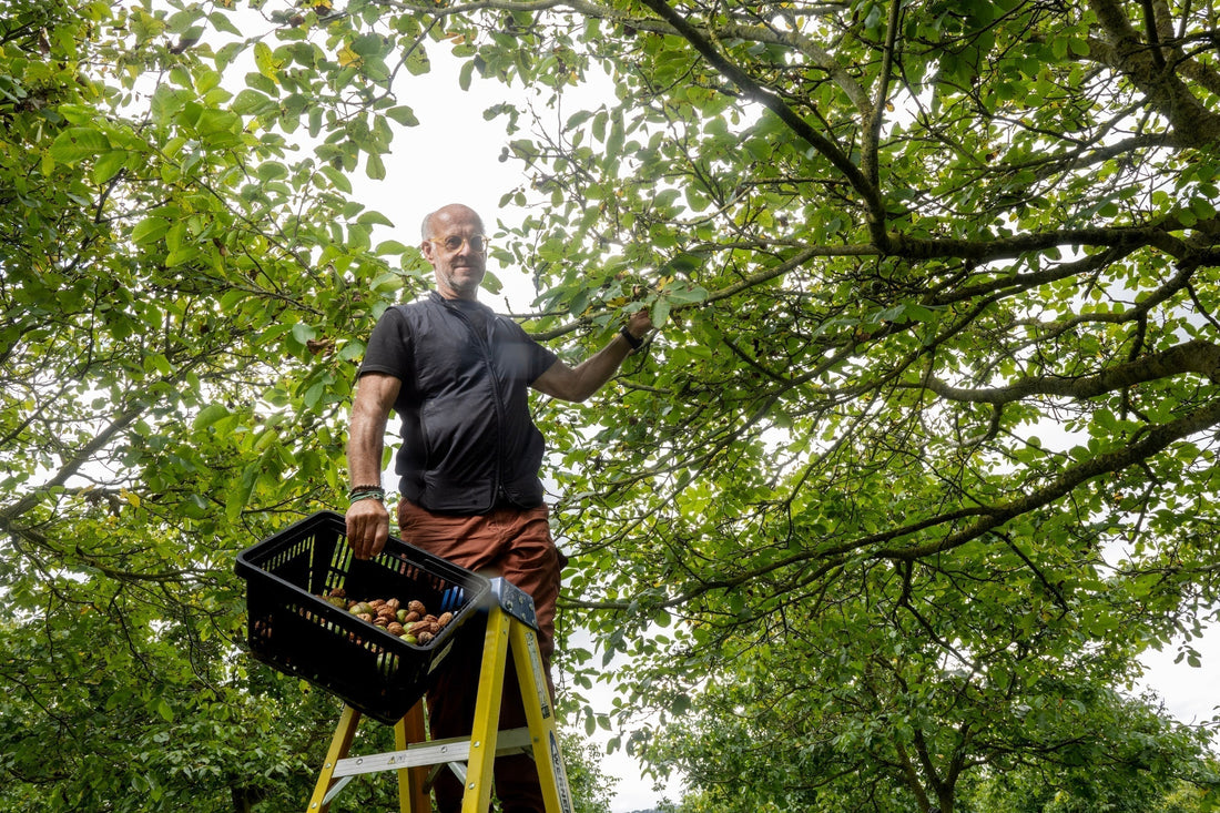 Featured in The Telegraph: The Rise of British-Grown Walnuts