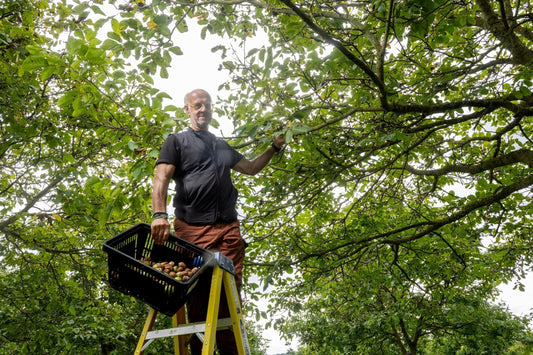 Featured in The Telegraph: The Rise of British-Grown Walnuts