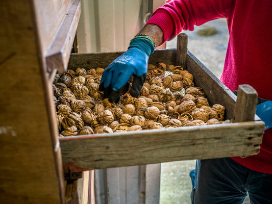 Mast Year Magic: A Bumper Crop for British Organic Walnuts