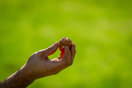 Walnut image credit: Agripix