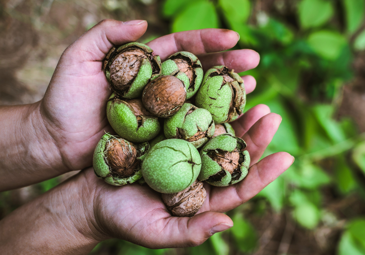 Wet v Dry Walnuts – Sharpham Park British Organic Walnuts