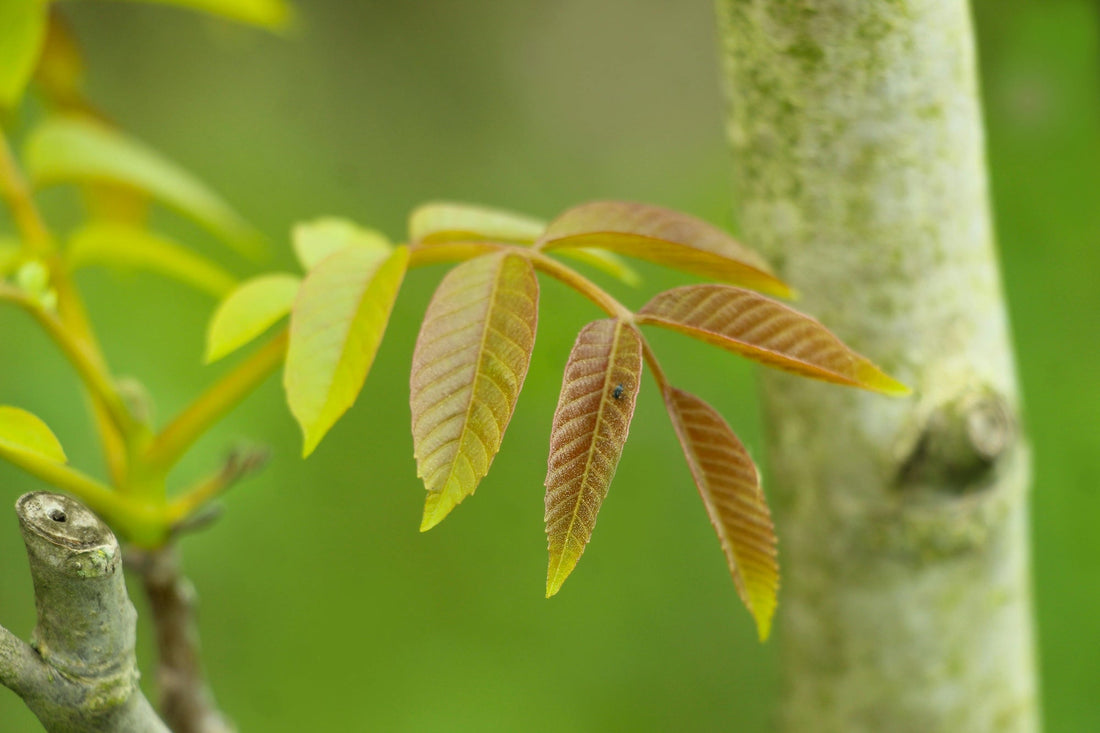 Walnut Tree Leaves: Uses, Benefits & Harvesting Guide