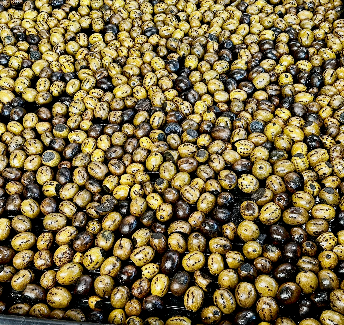 Pickled Walnuts