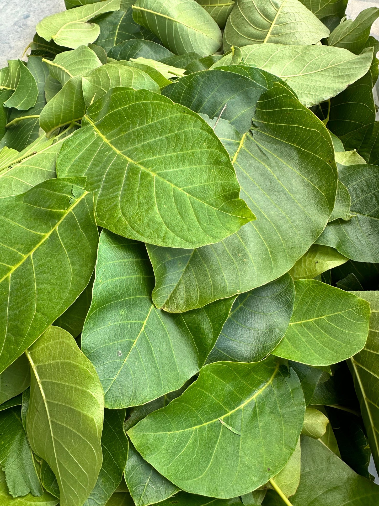 Tregothnan x Sharpham Park Walnut Leaf Tea