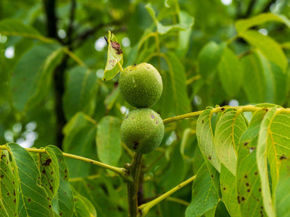 Pickled Walnuts